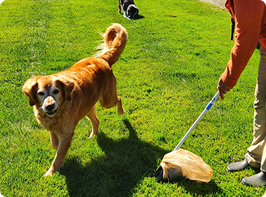 #1 Rated Pet Waste Removal Service